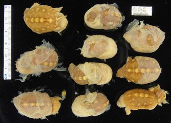 Media type: image; Herpetology R-184566